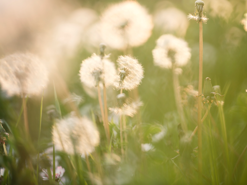 Undirbúningur sumarnámskeiða í fullum gangi
