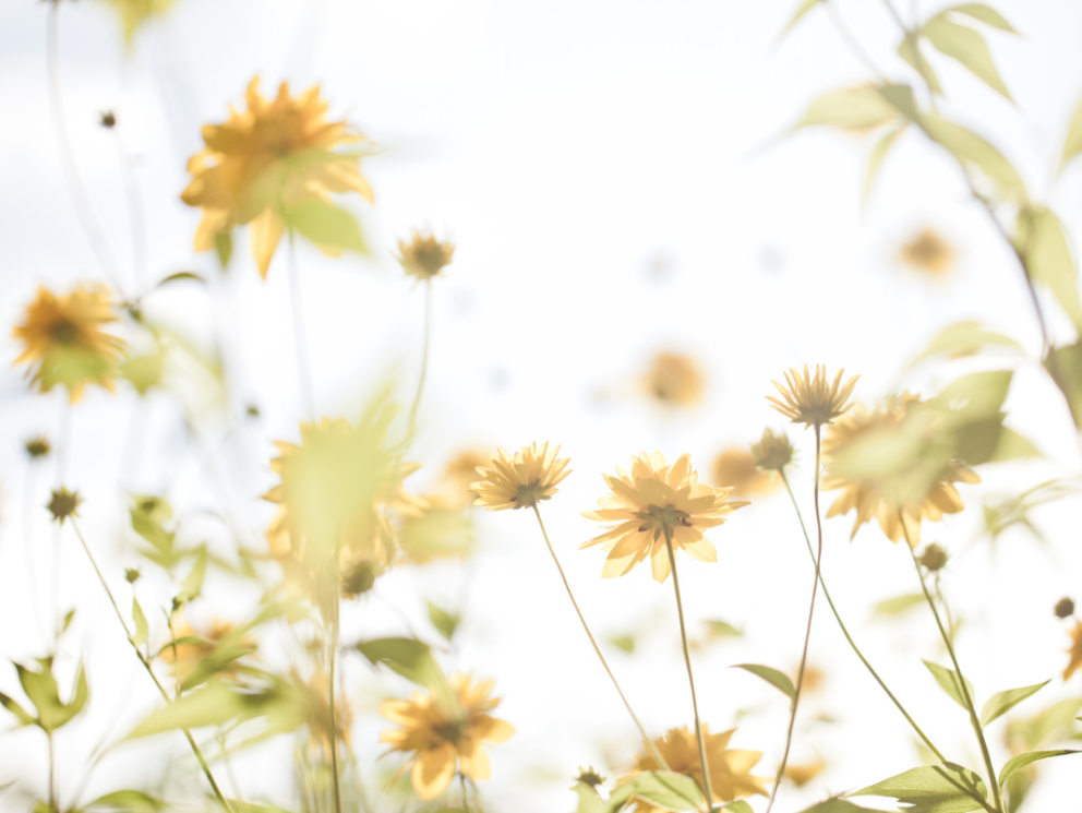 Sumarnámskeið hefjast 22. maí.