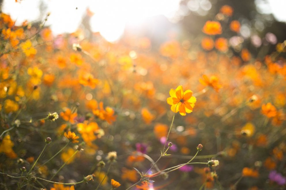 Upplýsingar um annarlok og sumarnámskeið
