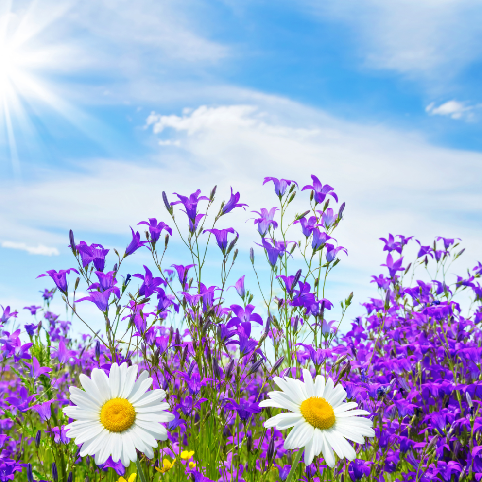 Opnað hefur verið fyrir umsóknir á sumarnámskeið Fjölmenntar.