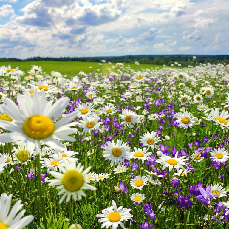 Lokað vegna sumarleyfa