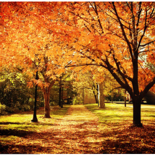 Laust á námskeiðið Vatnslitamálun - haustlitir