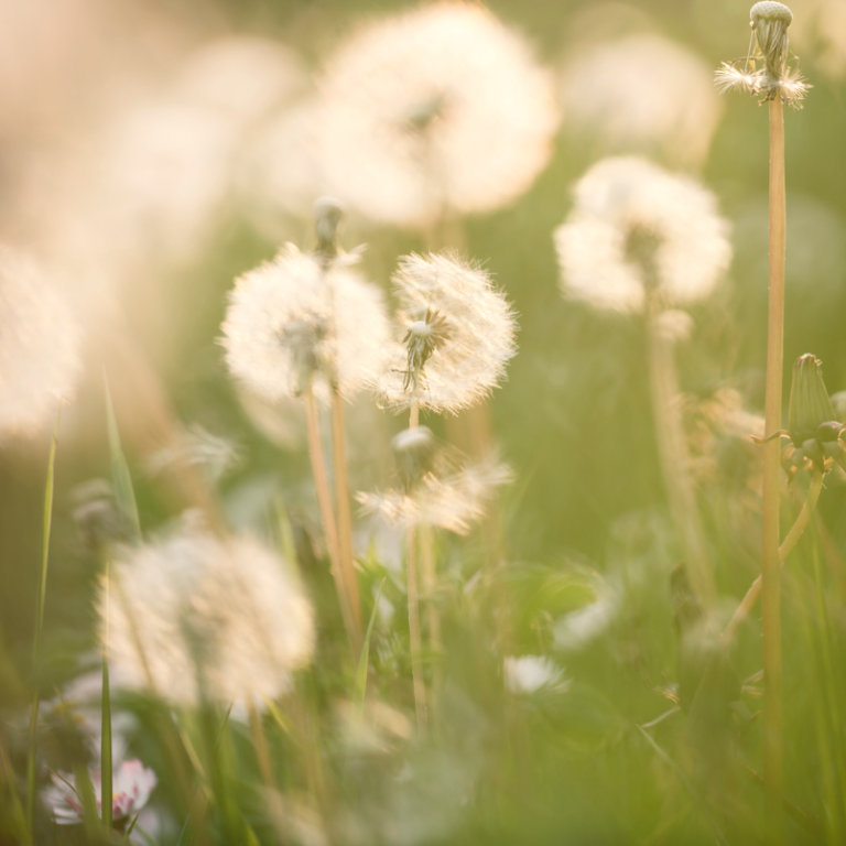 Undirbúningur sumarnámskeiða í fullum gangi