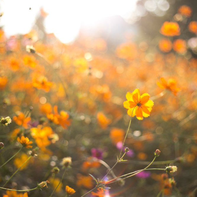 Upplýsingar um annarlok og sumarnámskeið