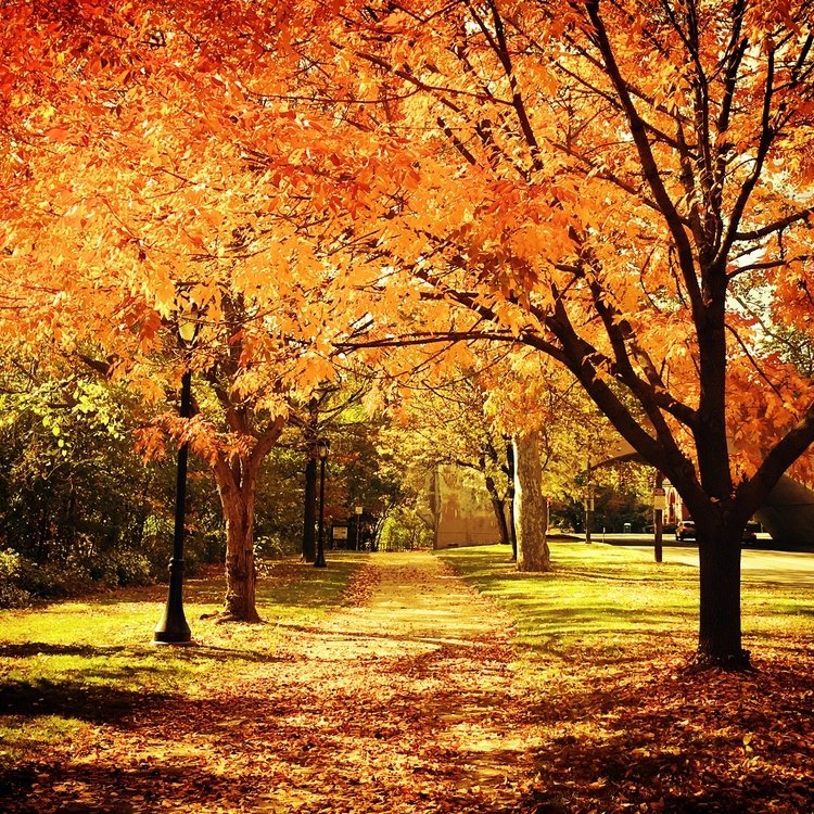 Ný námskeið og námsbrautir á haustönn 2021